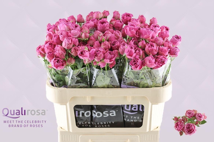 Rosa tros Purple Bubbles