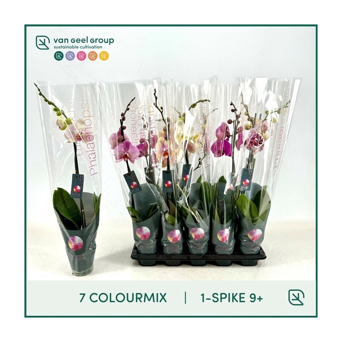 <h4>1-tak 9+ 65cm 7 Colourmix</h4>