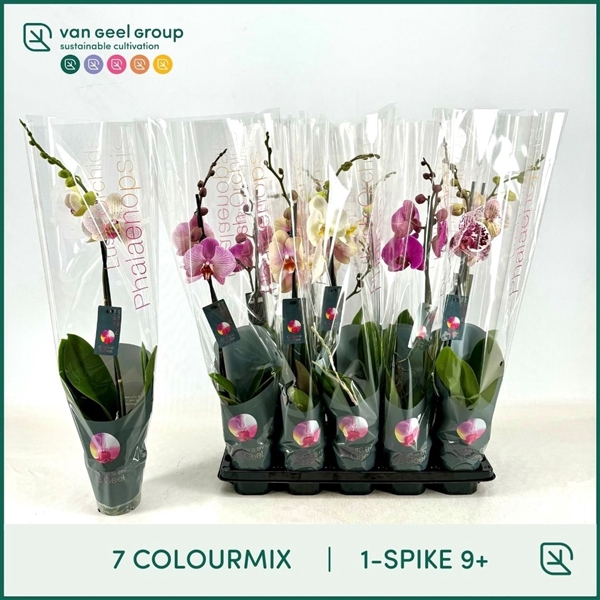 1-tak 9+ 65cm 7 Colourmix
