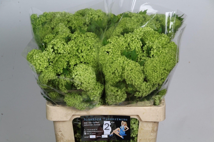 <h4>VIBURNUM ROSEUM ST</h4>