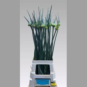 Allium Kenton