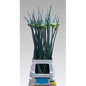 Allium Kenton