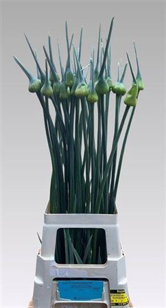 <h4>Allium Kenton</h4>