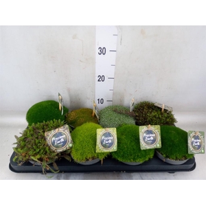 Vaste pltn   ...       [Perennials]