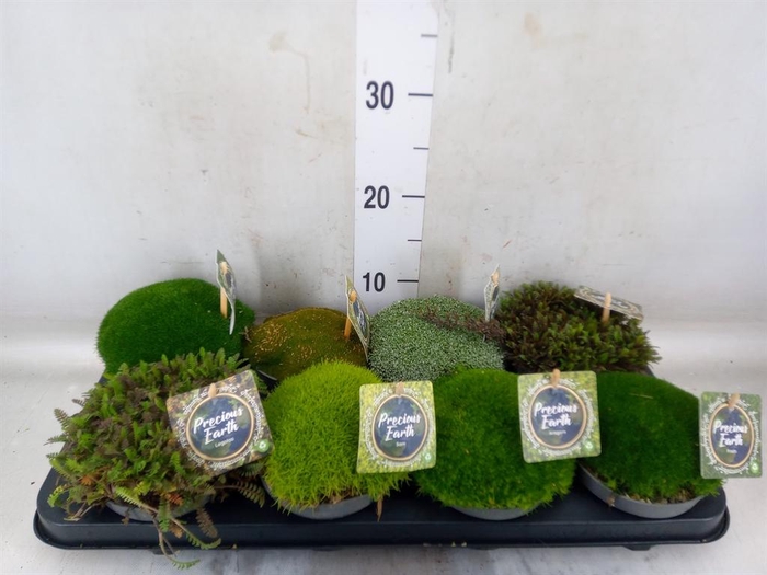 <h4>Vaste pltn   ...       [Perennials]</h4>