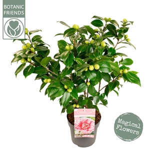 Camellia japonica
