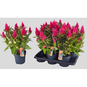 CEL PL KEL FIRE PINK