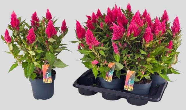 <h4>CEL PL KEL FIRE PINK</h4>