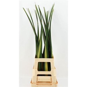PANDANUS (BLAD)