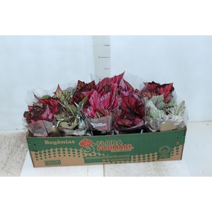 BEGONIA BELEAF P11 PO