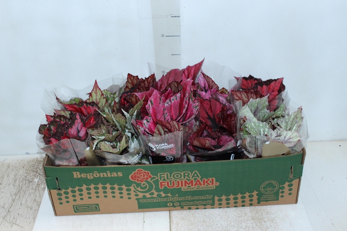 <h4>BEGONIA BELEAF P11 PO</h4>