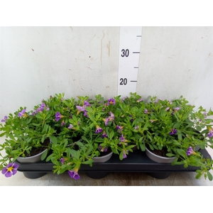 Calibrachoa  'Rave Blue'