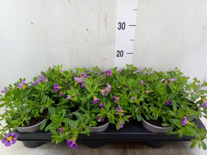 <h4>Calibrachoa  'Rave Blue'</h4>