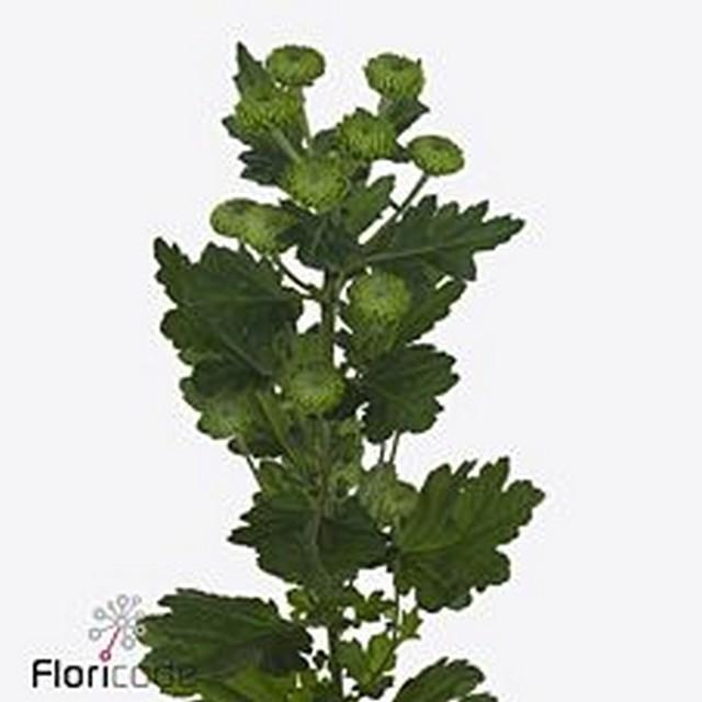 <h4>Chrys sp deligreen</h4>