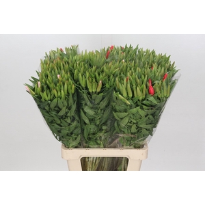 Clarkia Mix