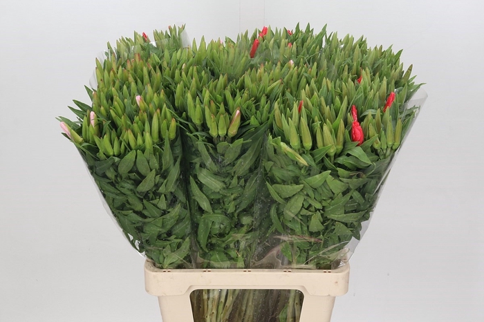 Clarkia (godetia) Mix