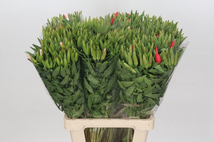 <h4>Clarkia Mix</h4>