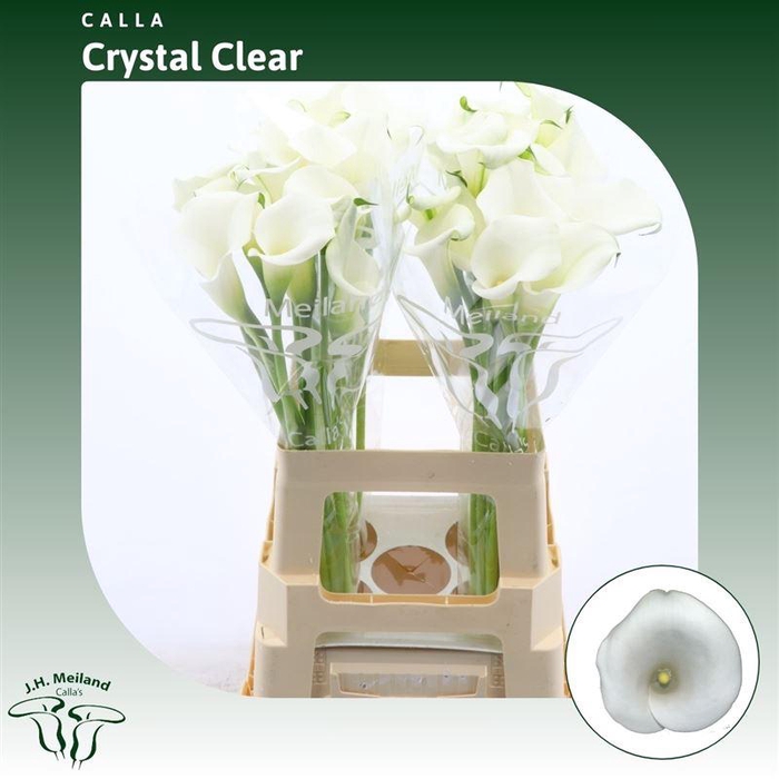 <h4>Calla Crystal Clear</h4>