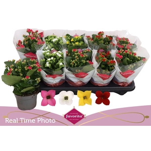 Kalanchoe blos.   ..mix 4