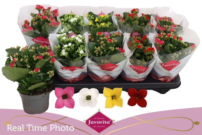 <h4>Kalanchoe blos.   ..mix 4</h4>