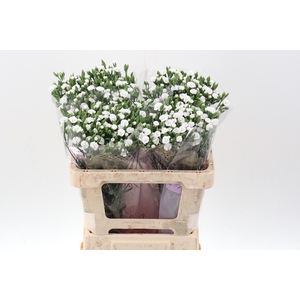 Di Raffine Lois 55cm