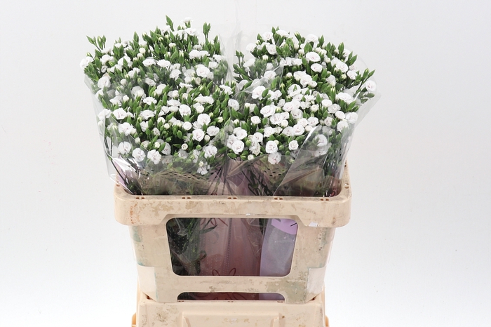 <h4>Di Raffine Lois 55cm</h4>