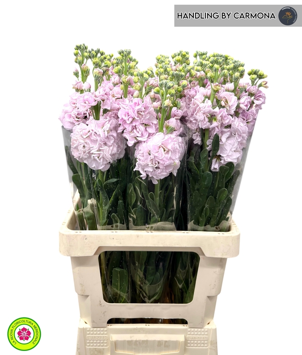 <h4>MATTH IRON CHERRY BL</h4>