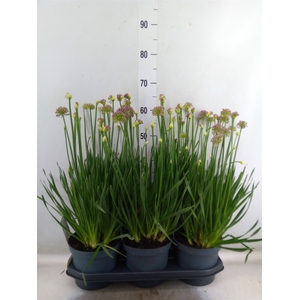 Allium  'Millenium'