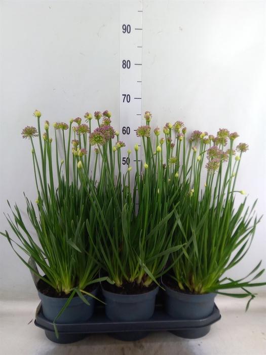 <h4>Allium  'Millenium'</h4>