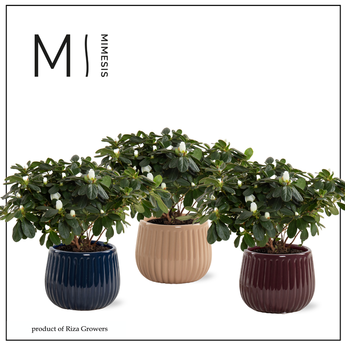 <h4>Azalea AIko wit in Livia keramiek - Rich Love</h4>