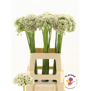 ALLIUM NIGRUM