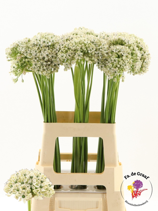 <h4>ALLIUM NIGRUM</h4>