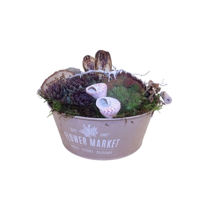 Arr. Sempervivum L%