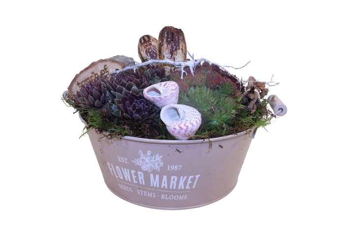 <h4>Arr. Sempervivum L%</h4>