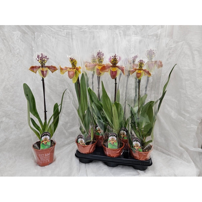 <h4>PAPH AMERIKA HYB GEM</h4>