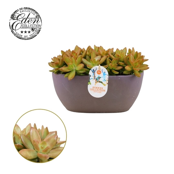 <h4>Sedum Nussbaumerianum 25cm Summer Collection</h4>