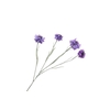 Centaurea Purple