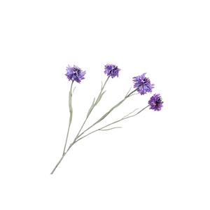 Centaurea Purple