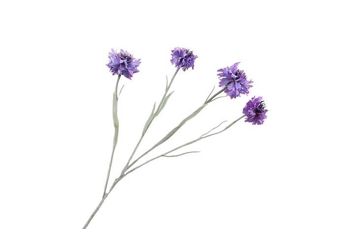<h4>Centaurea Purple</h4>