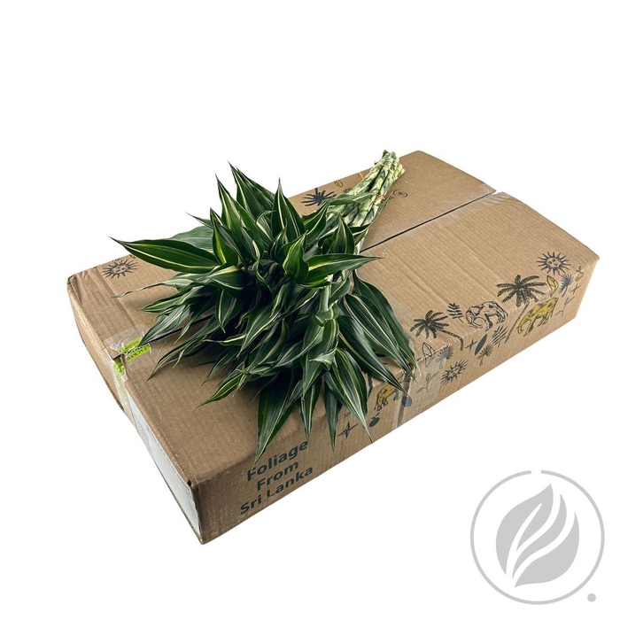 <h4>Sandriana White 52cm Doos</h4>