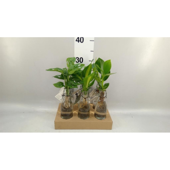 <h4>Planten  ..mix</h4>