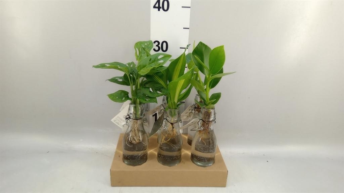 Planten  ..mix