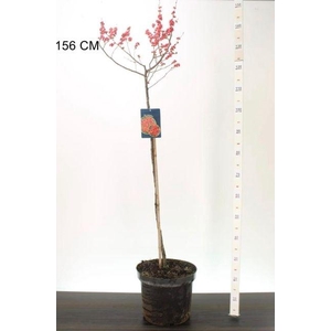 ILEX VERTICILLATA P28 155CM