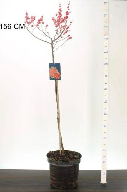 <h4>ILEX VERTICILLATA P28 155CM</h4>