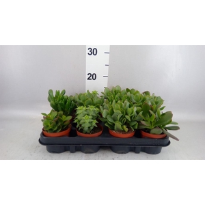 Crassula   ...mix