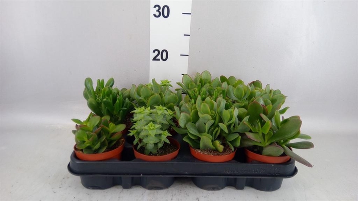<h4>Crassula   ...mix</h4>