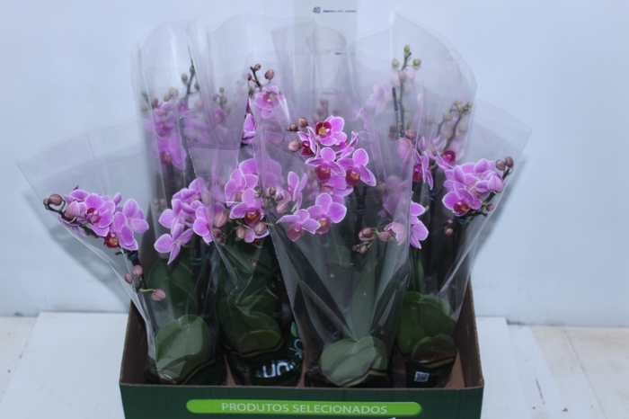 <h4>PHALAENOPSIS MINI P09 ROSA 3 HT</h4>