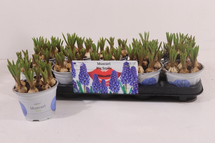 <h4>MUSCAR BIG SMILE</h4>