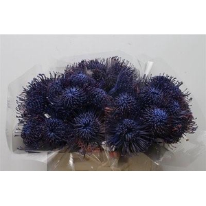 Nutans paint blue