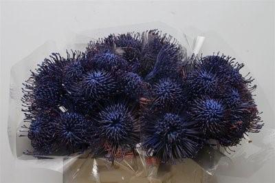 <h4>Nutans paint blue</h4>